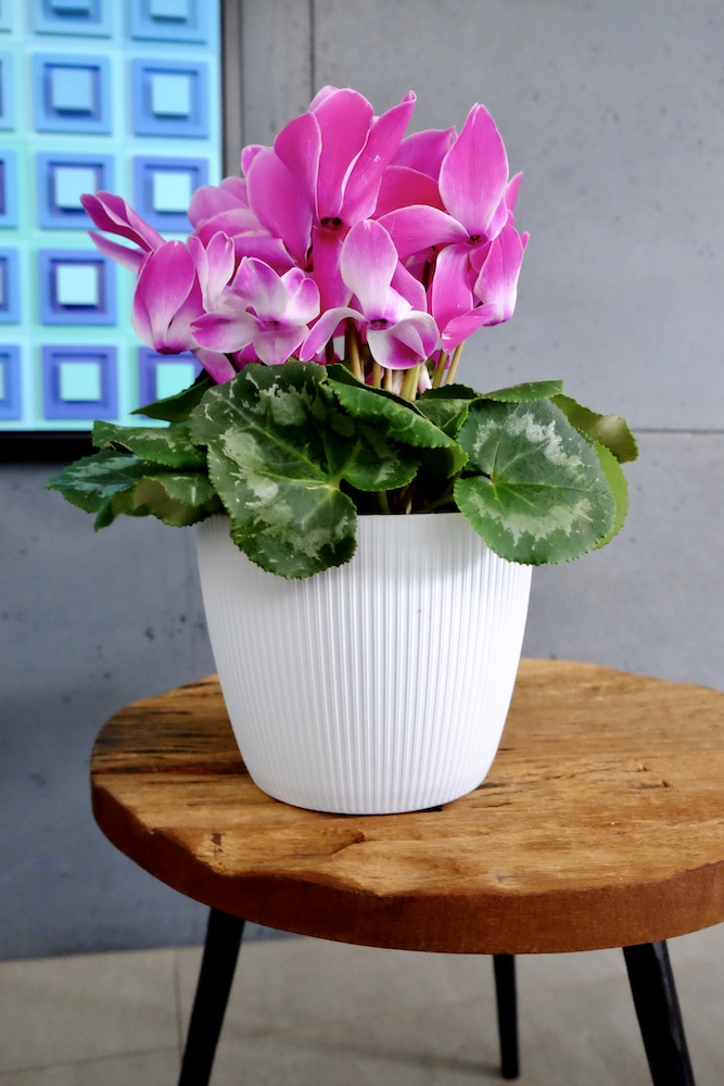 Magnolia jumper - Imagen 3