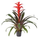 Bromelia Futura