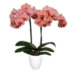 Orquídea Narbonne