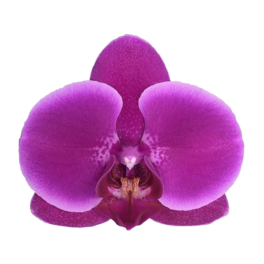 Orquídea Oudtshoorn - Imagen 2
