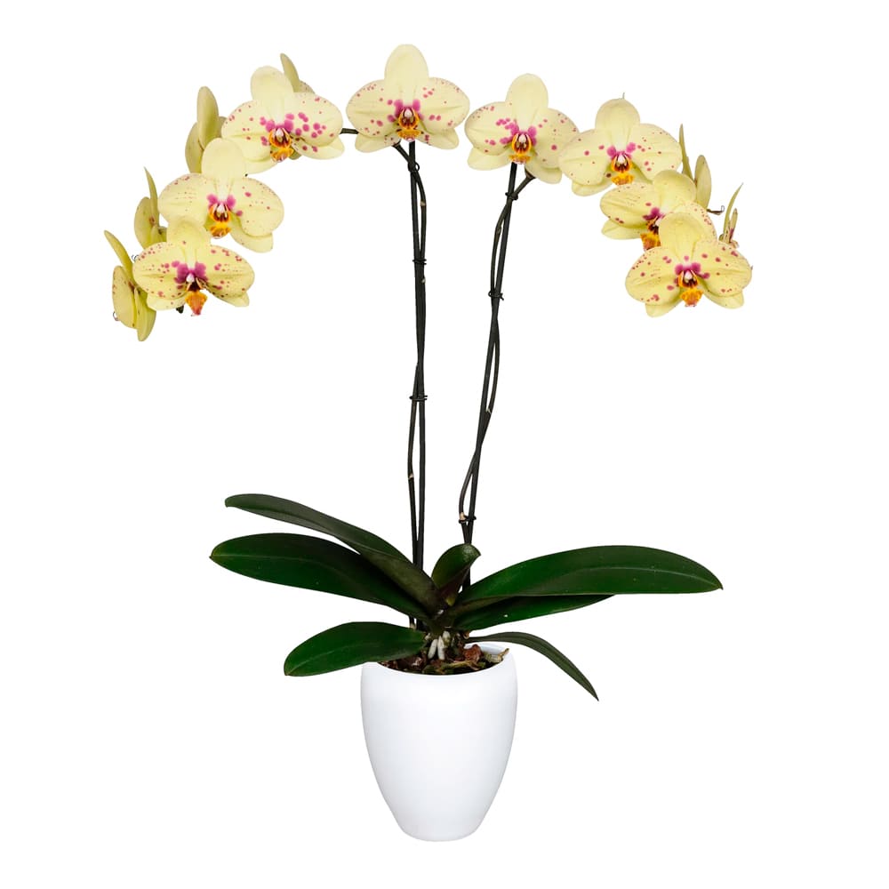Orquídea Pescara