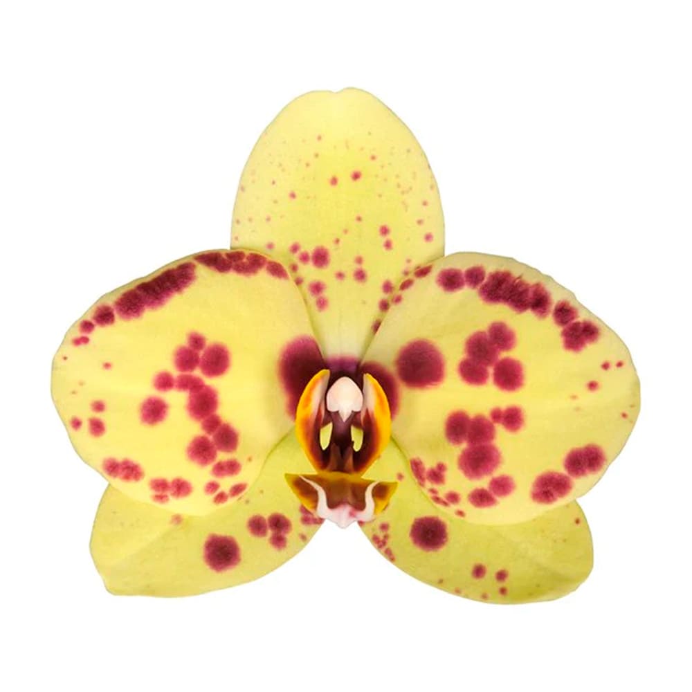 Orquídea Pescara - Imagen 2