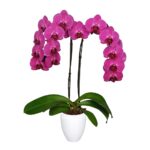 Orquídea Stellenbosch